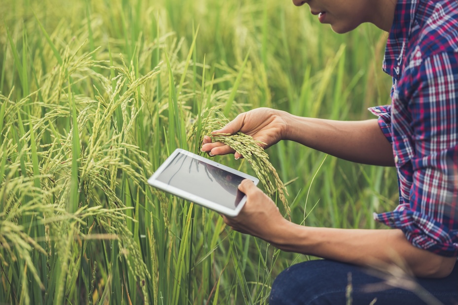 farmer standing in a rice field with a tablet. farmer standing in a rice field with a tablet.